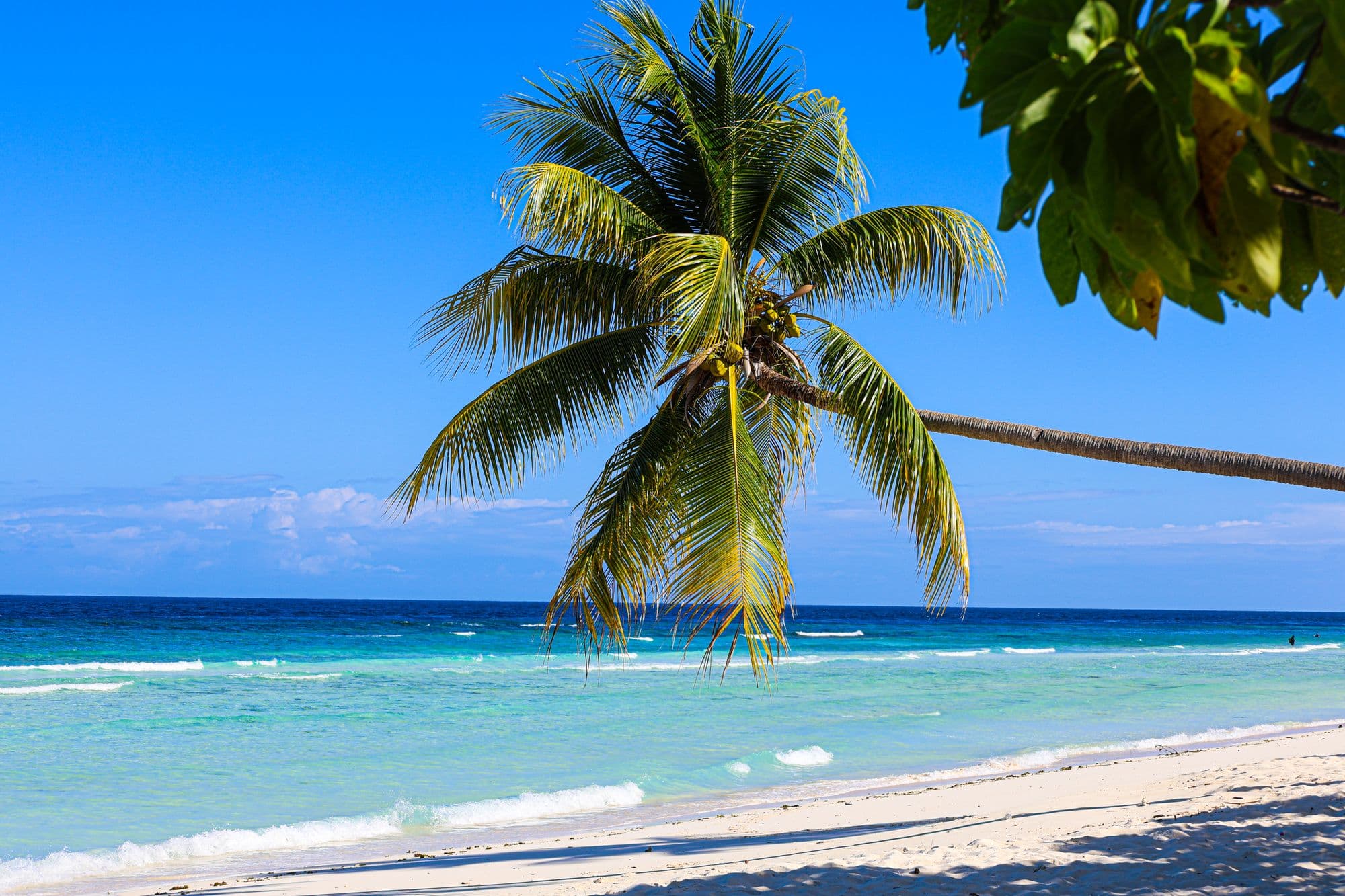 Palm tree leaning over turquoise water on Seven Mile Beach, Negril